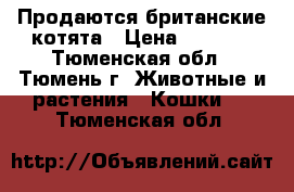 Продаются британские котята › Цена ­ 5 000 - Тюменская обл., Тюмень г. Животные и растения » Кошки   . Тюменская обл.